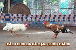 Bí Quyết Chơi Đá Gà Sabong GO88 Từ Cao Thủ Bất Bại
