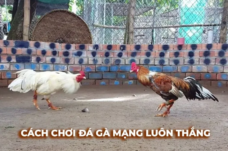 Bí Quyết Chơi Đá Gà Sabong GO88 Từ Cao Thủ Bất Bại