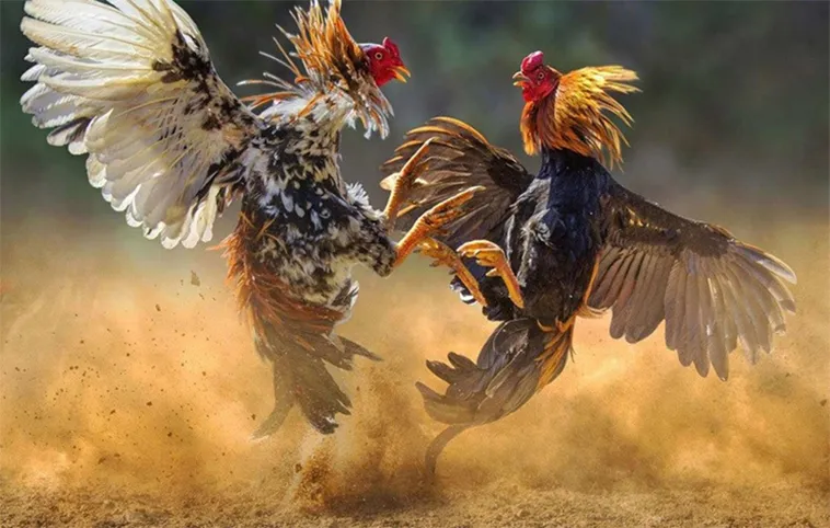 Bật Mí Cách Chơi Đá Gà WS168 Tại GO88 Thắng Lớn Mỗi Ngày
